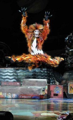 Cats Cats